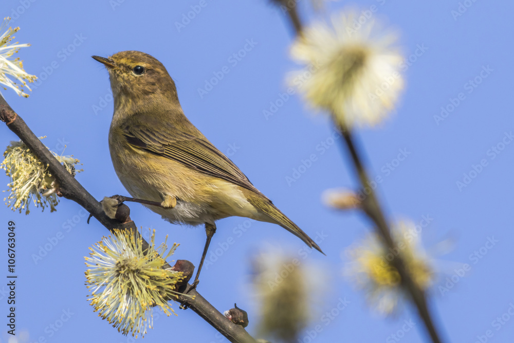 Zilpzalp (Phylloscopus collybita)