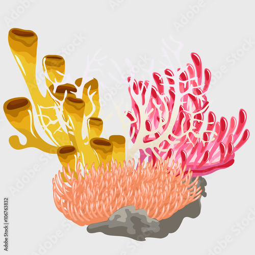 Colorful corals, scenery of underwater world