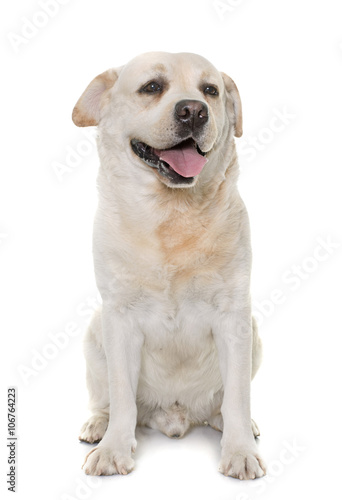 male labrador retriever