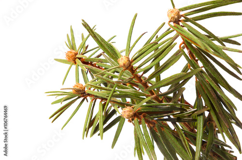 Branch and Leaves of Labrador tea on white. Evergreen shrub with poisonous swamp intoxicating smell. photo