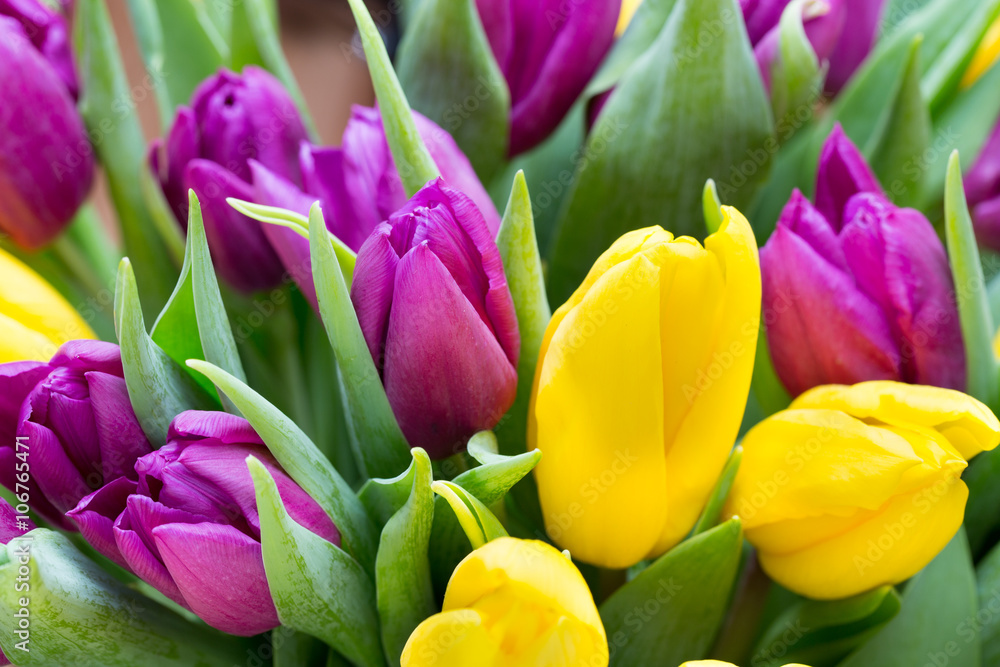 Purple and yellow tulip bouquet. More tulip on the grey backgrou Purple and yellow tulip bouquet. More tulip on the grey backgrou