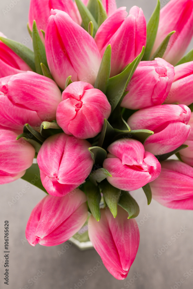 Obraz premium More tulip on the grey background.
