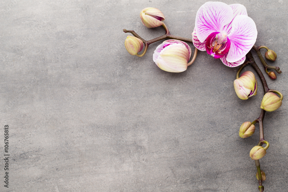 Spa orchid theme objects on grey background. Spa orchid theme objects on grey background.