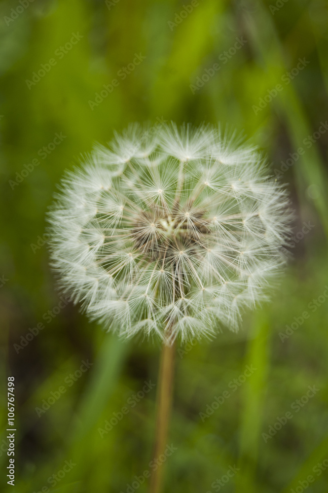 Obraz premium Dandelion Central Position