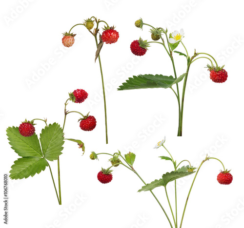 set of four isolated wild strawberries