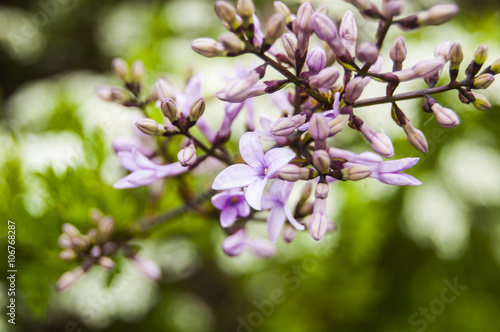 Macro Violet Flowers