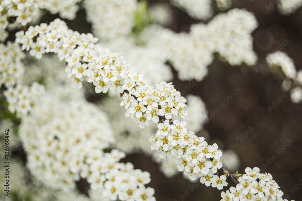 Macro White Small Flowers Macro White Small Flowers