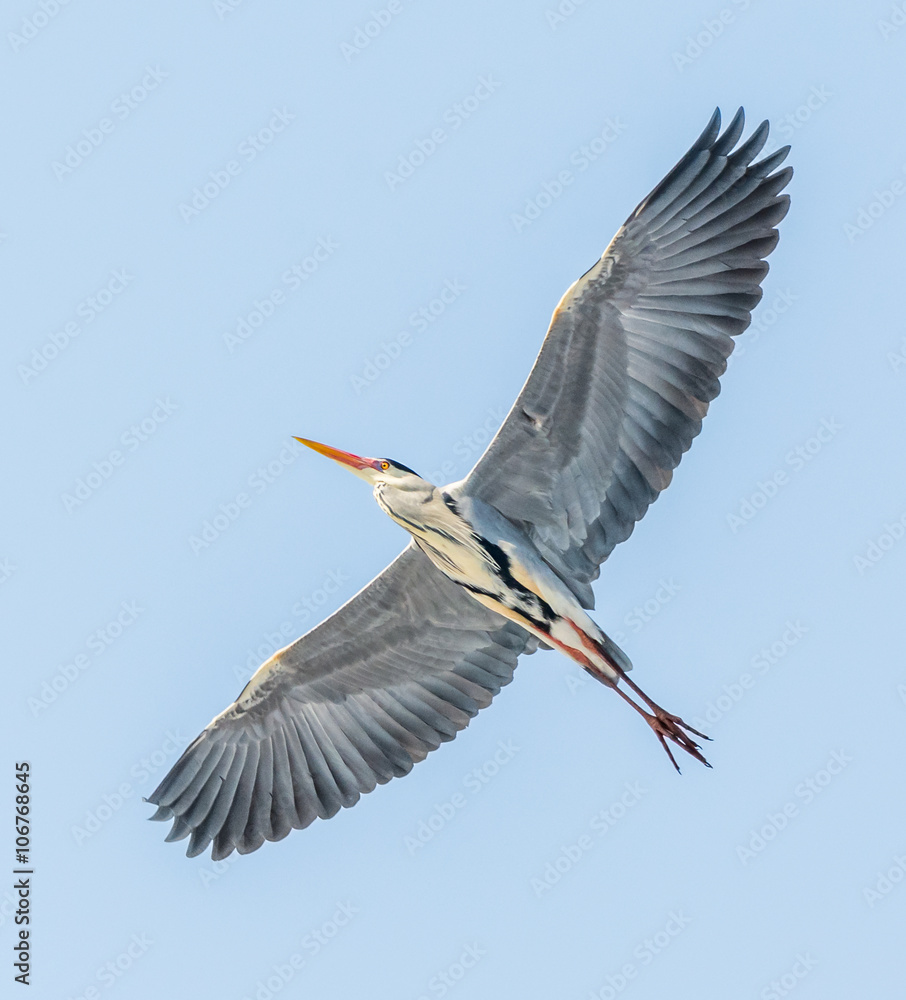 Fototapeta premium Heron