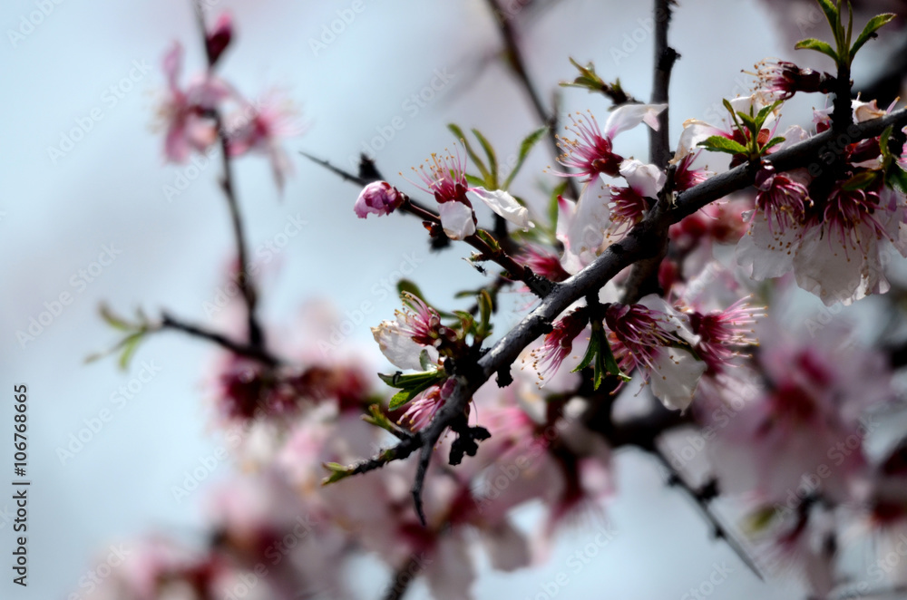 Pink blossom of a wild tree Pink blossom of a wild tree