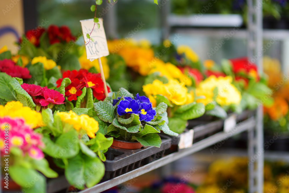 Obraz premium Beautiful colorful flowers sold in outdoor flower shop