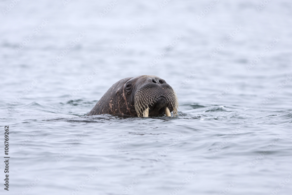 Fototapeta premium Walrus popping out of the water.
