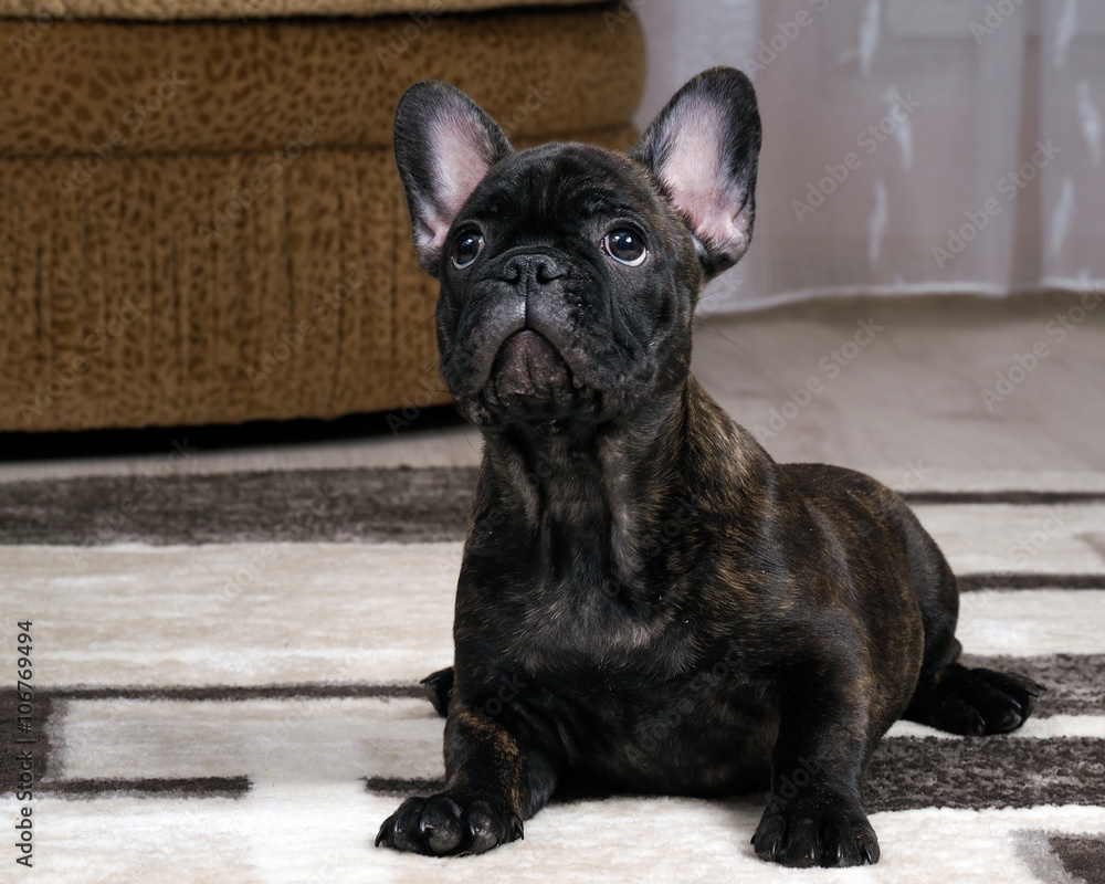 A puppy in the apartment. Dog thoroughbred. French Bulldog. Puppy three months 