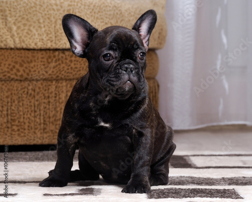 A puppy in the apartment. Dog thoroughbred. French Bulldog. Puppy three months 