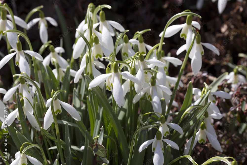 first spring flowers snowdrops first spring flowers snowdrops