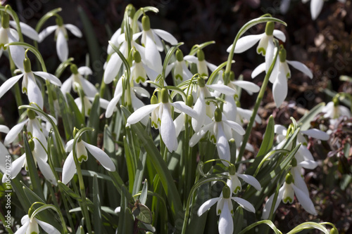 first spring flowers snowdrops