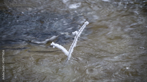 A stem of a plant above the river. Water is flowing on the river and seen is the stem with snow covered above the water photo