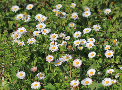 Маргаритки на клумбе