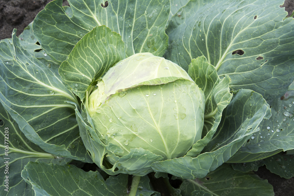In the summer the garden is growing a head of cabbage. In the summer the garden is growing a head of cabbage.