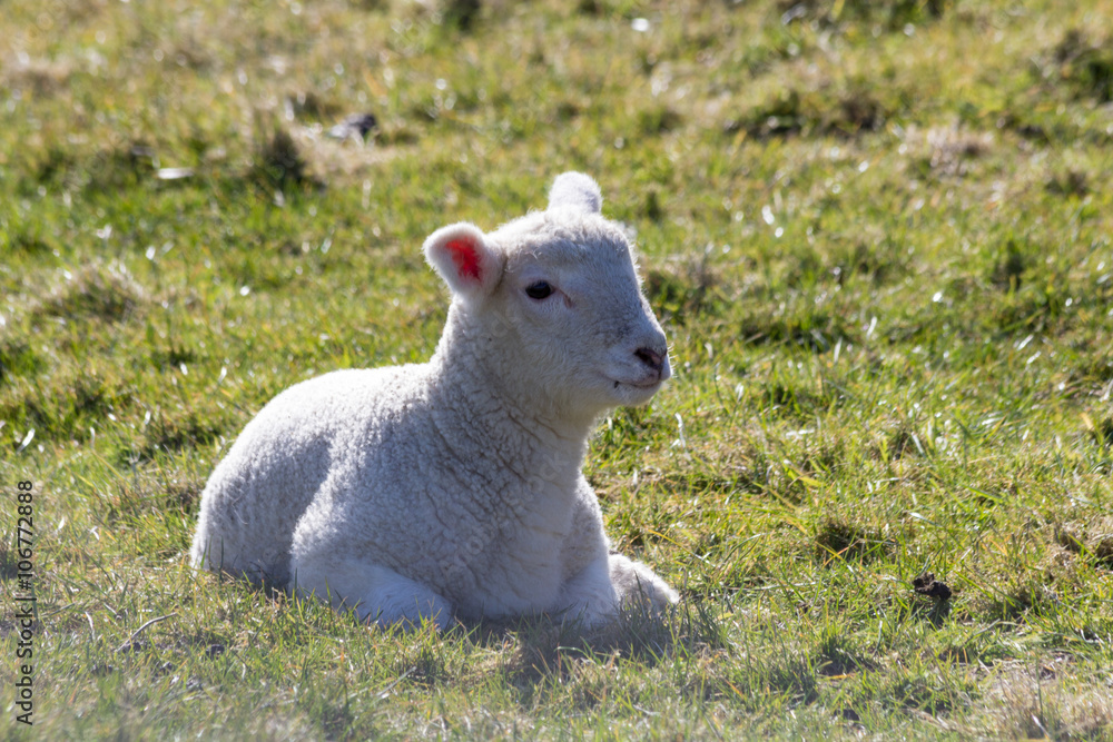 Fototapeta premium Lamm liegt auf der Wiese