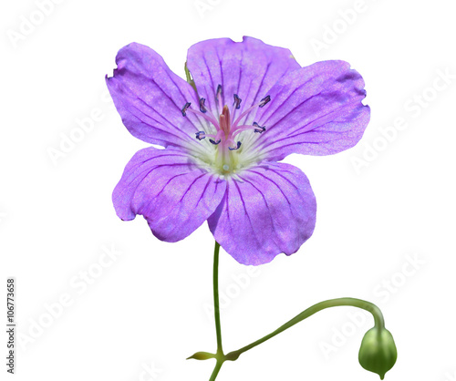 Wild geranium 5