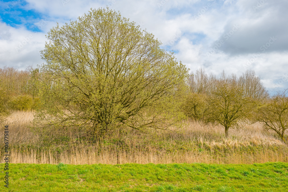 Trees below a blue cloudy sky in spring Trees below a blue cloudy sky in spring
