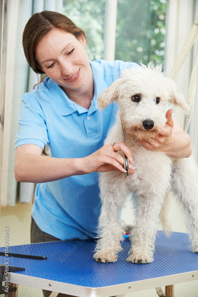 Pet Dog Being Professionally Groomed In Salon Pet Dog Being Professionally Groomed In Salon