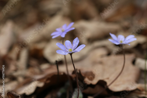 Three tiny purple blue flowers