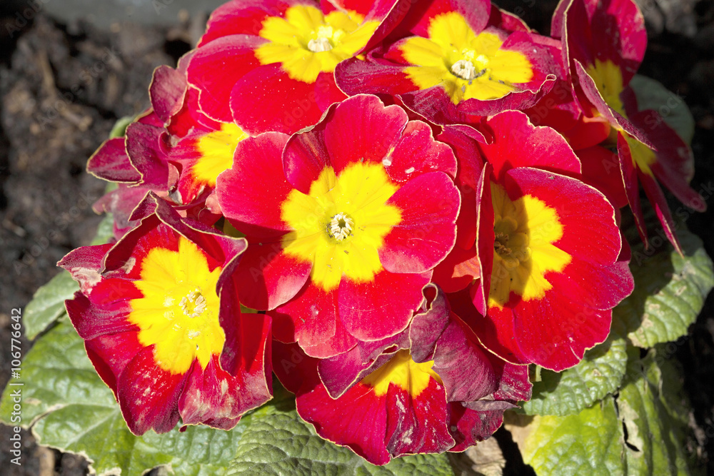 primroses first flowers of spring primroses first flowers of spring