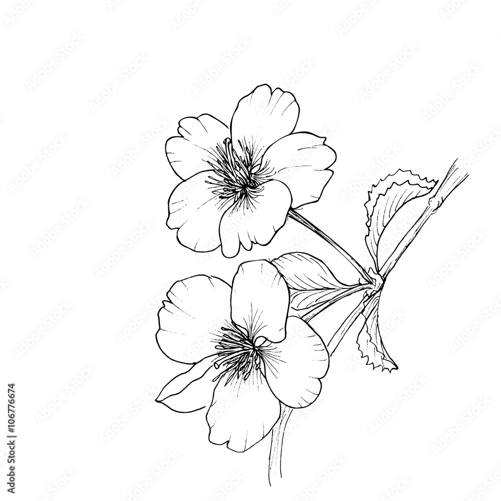Hand drawn branch of cherry blossom Hand drawn branch of cherry blossom