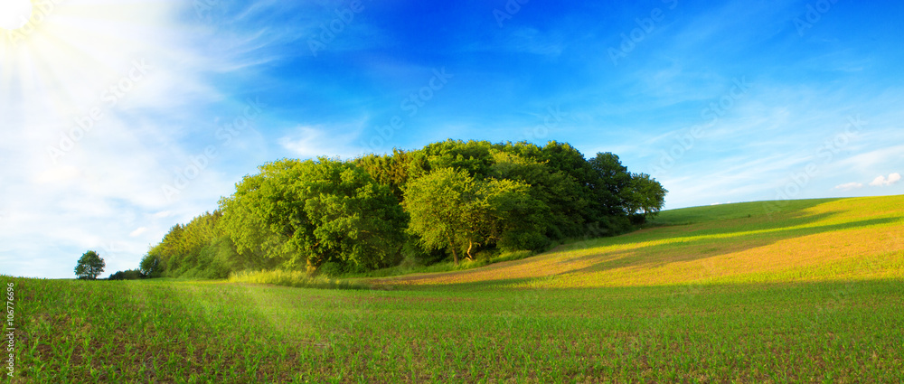 Summer landscape with green grass and sun. - obrazy, fototapety, plakaty 