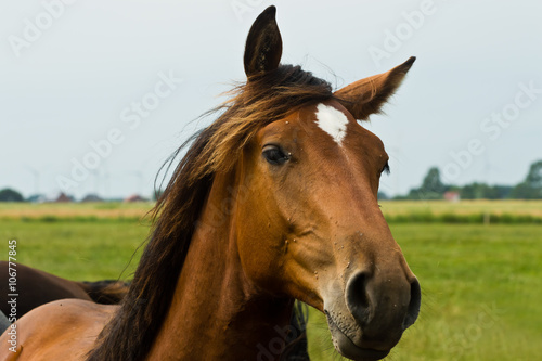 Fototapeta Naklejka Na Ścianę i Meble -  Pferde auf einer Weide in Schleswig-Holstein