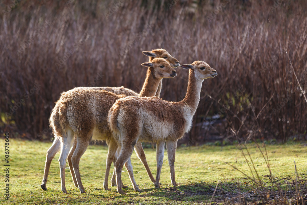 Obraz premium Three roe deer