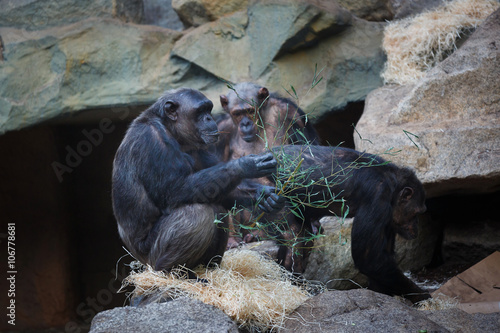 Chimpanzee in mountains