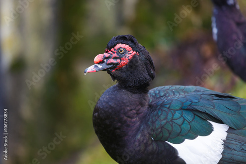 The muscovy duck