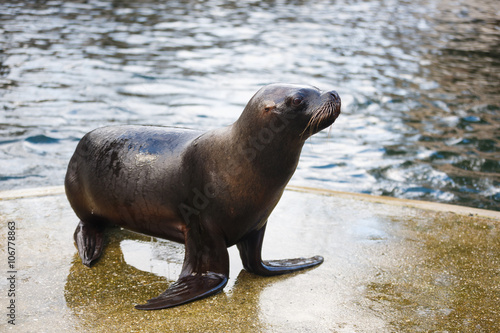 Sea lion on the shore