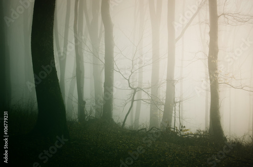 Wallpaper Mural forest in morning light Torontodigital.ca