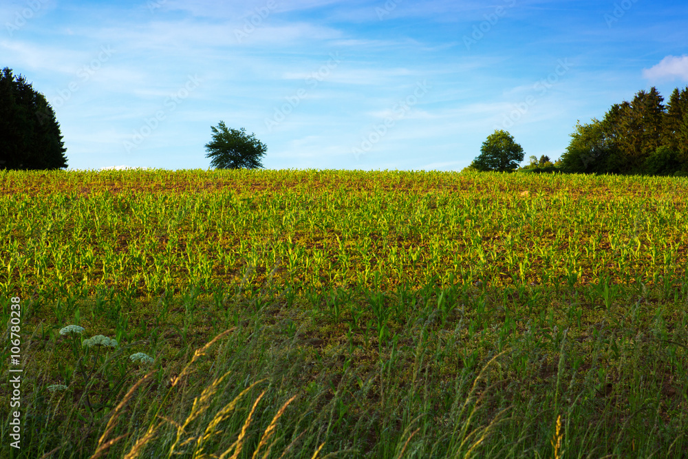 Summer  field and clouds.