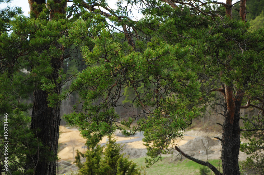 Fototapeta premium Pine branches forest background