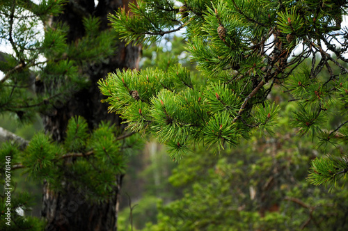 Pine branches forest background