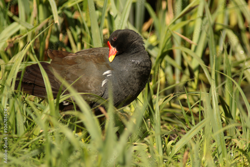 Teichhuhn im Schilf Teichhuhn im Schilf
