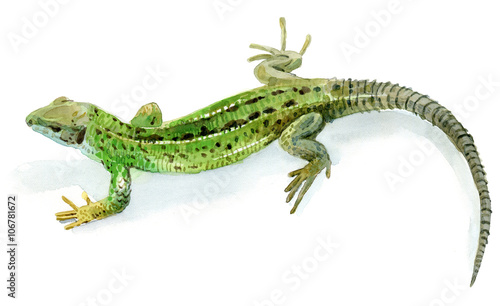 Tableau sur toile Green lizard