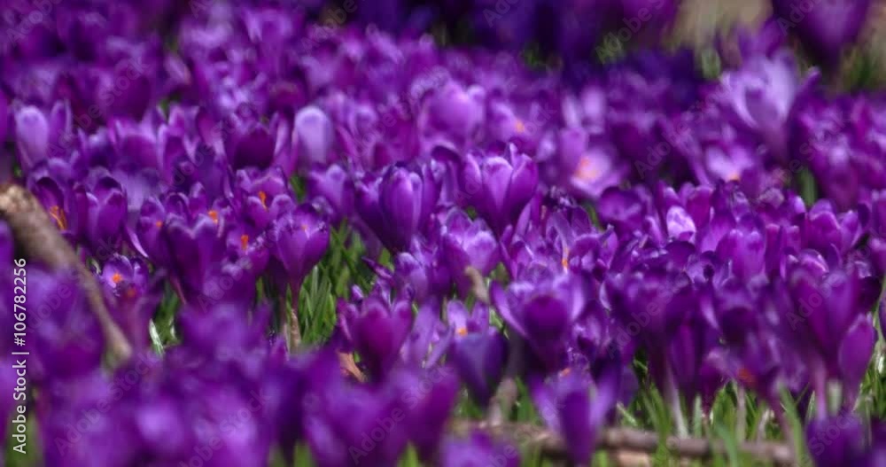 Filed of Purple Crocus Flowers in Spring Filed of Purple Crocus Flowers in Spring