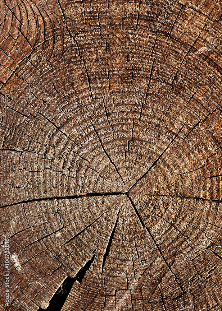 Naklejka premium Weathered wooden cut