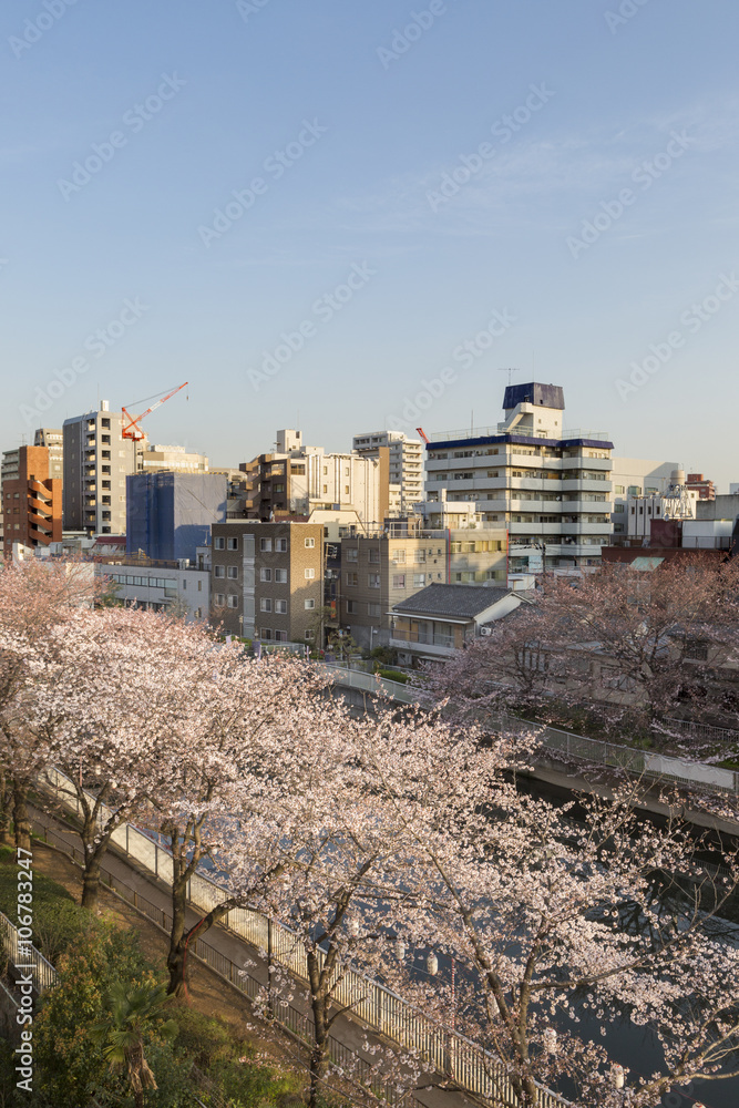 Sakura Festival , Cherry blossom  Tokyo, Japan.