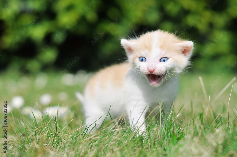 Kitten in grass