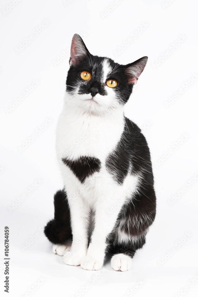 Fototapeta premium Young cat