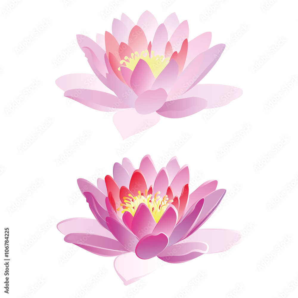Lotus hand drawn watercolor vector illustration on white background