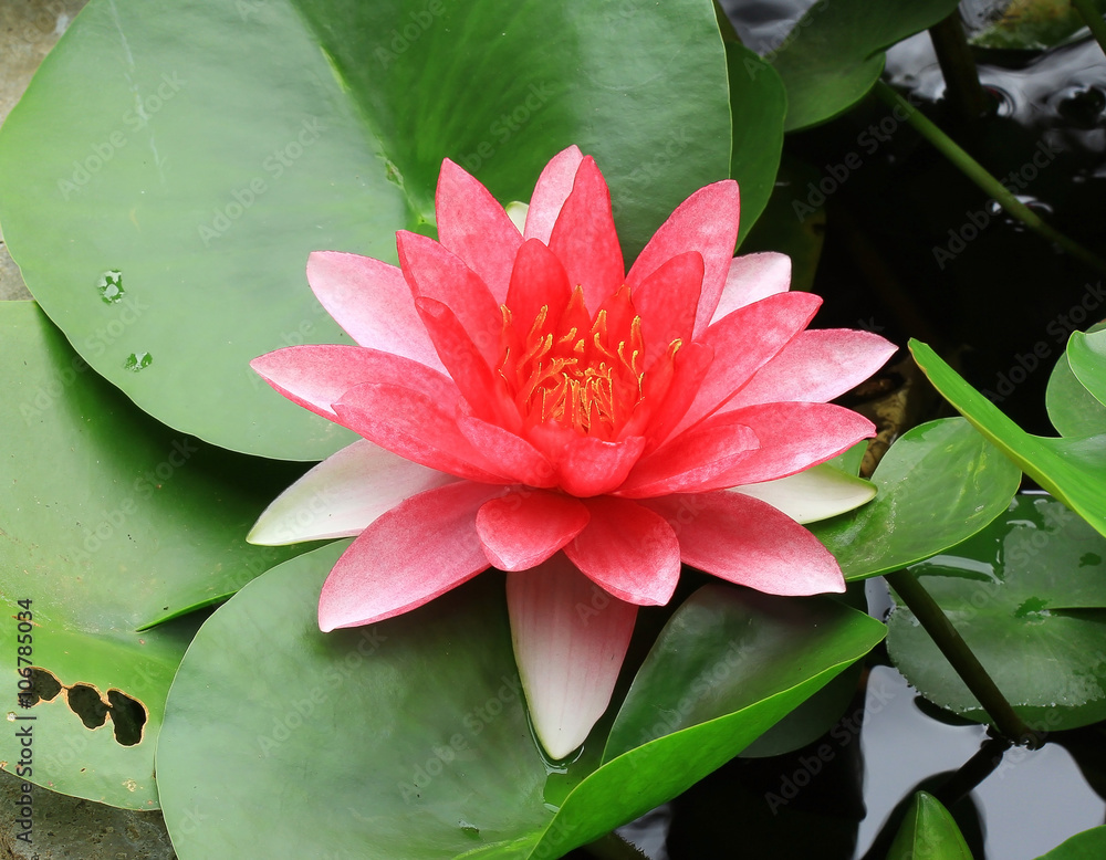 Lotus flower