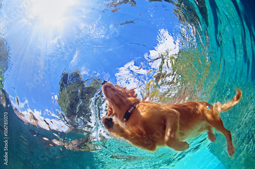 Fototapeta Naklejka Na Ścianę i Meble -  Underwater photo of golden labrador retriever puppy in outdoor swimming pool play with fun - jumping and diving deep down. Activities and games with family pets and popular dog on summer holiday.