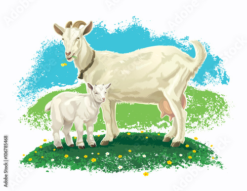 Goat with kid on a meadow.